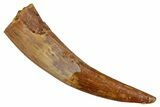 Fossil Pterosaur (Siroccopteryx) Tooth - Morocco #354851-1
